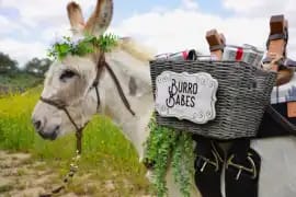 Beer Burro- Maison Albion